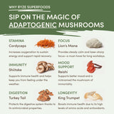 Mushroom Matcha (1 Pack - 30 Servings) - AGJO