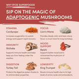 Mushroom Chai (1 Pack - 20 Servings) - 6U4K