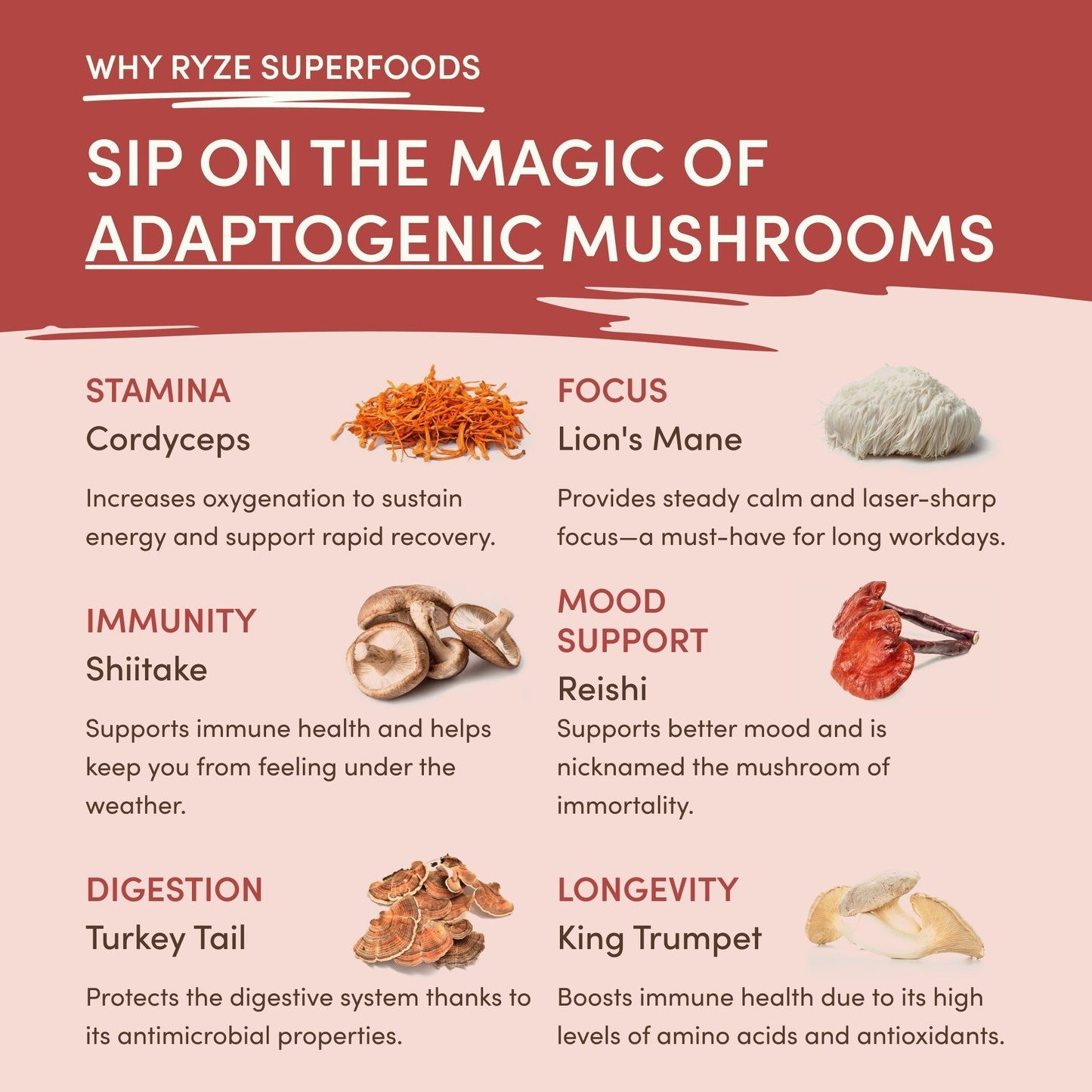 Mushroom Chai (1 Pack - 20 Servings) - 6U4K